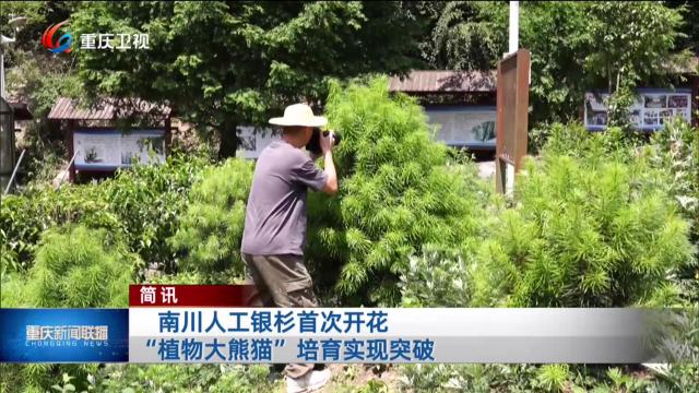 简讯：南川人工银杉首次开花 “植物大熊猫”培育实现突破